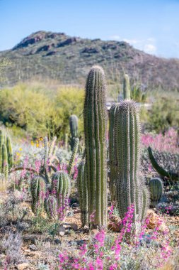 Tucson, Arizona 'da dikenli bir kaktüs bitkisi.