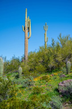 Picacho Peak SP, Arizona 'da uzun ince bir Saguaro Kaktüsü.