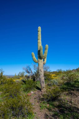 Picacho Peak SP, Arizona 'da uzun ince bir Saguaro Kaktüsü.