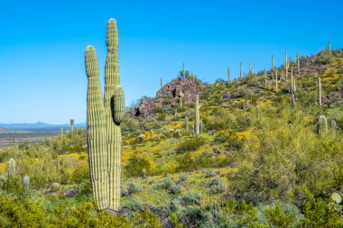 Picacho Peak SP, Arizona 'da uzun ince bir Saguaro Kaktüsü.