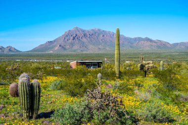 Picacho Tepesi SP, Arizona manzarası