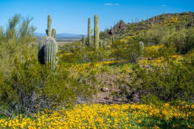 Picacho Tepesi SP, Arizona manzarası