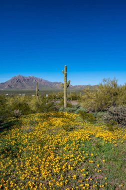 Picacho Tepesi SP, Arizona manzarası