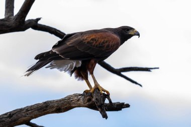 Tucson, Arizona 'da koyu kahverengi bir Harris Hawk.