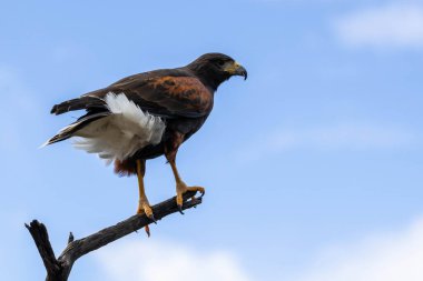 Tucson, Arizona 'da koyu kahverengi bir Harris Hawk.