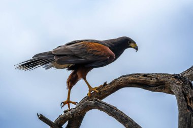 Tucson, Arizona 'da koyu kahverengi bir Harris Hawk.