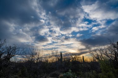 Tucson, Arizona 'da uzun ince bir Saguaro Kaktüsü