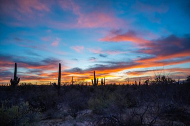 Tucson, Arizona 'da uzun ince bir Saguaro Kaktüsü