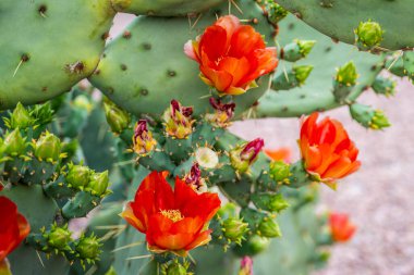 Tucson, Arizona 'da çiçek açan bir kaktüs.