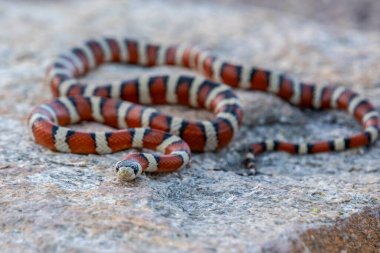 Tucson, Arizona 'da bir Meksika Süt Yılanı