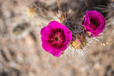 Tucson, Arizona 'da çiçek açan bir kaktüs.