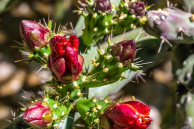 Tucson, Arizona 'da çiçek açan bir kaktüs.