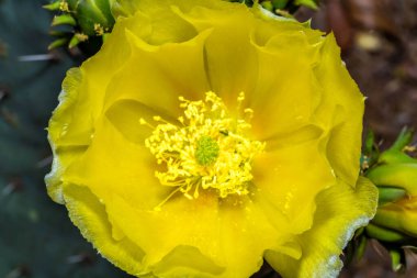 Tucson, Arizona 'da çiçek açan bir kaktüs.