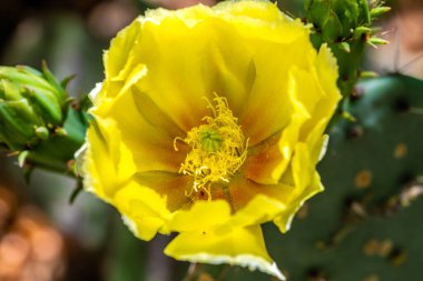 Tucson, Arizona 'da çiçek açan bir kaktüs.
