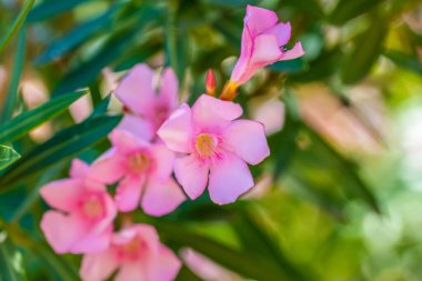 Tucson, Arizona 'da çiçek açan bir kaktüs.