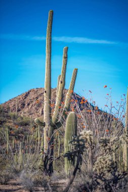 Tucson, Arizona 'da uzun ince bir Saguaro Kaktüsü