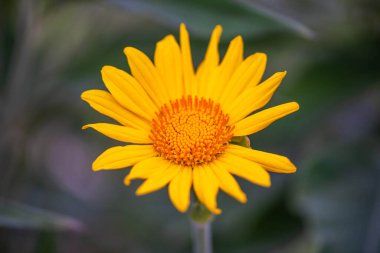 Tucson, Arizona 'da Sahte Ayçiçeği