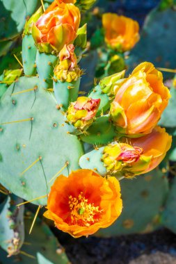 Tucson, Arizona 'da çiçek açan bir kaktüs.