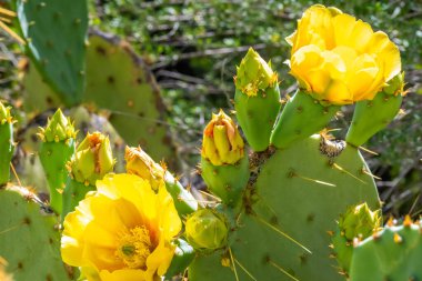 Tucson, Arizona 'da çiçek açan bir kaktüs.