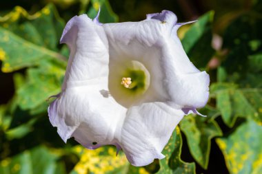 Tucson, Arizona 'da bir çiçek bitkisi.