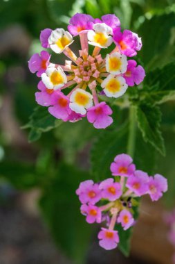 Tucson, Arizona 'da bir çiçek bitkisi.