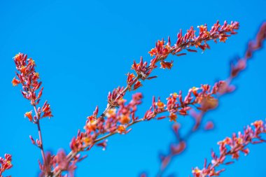 Tucson, Arizona 'da bir çiçek bitkisi.