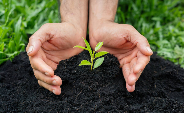 Человек руками сажает дерево в почву. посадка, окружающая среда, день Земли, сохранить концепцию Земли.