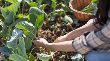 Pretty young organic vegetable gardener chopping perfectly ripe vegetables into a basket for cooking, Homemade vegetable garden, Organic vegetables, Backyard vegetable plot, Eat healthy vegetables.