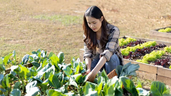 Pretty young organic vegetable gardener chopping perfectly ripe vegetables into a basket for cooking, Homemade vegetable garden, Organic vegetables, Backyard vegetable plot, Eat healthy vegetables.
