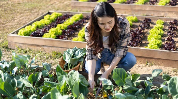 Pretty young organic vegetable gardener chopping perfectly ripe vegetables into a basket for cooking, Homemade vegetable garden, Organic vegetables, Backyard vegetable plot, Eat healthy vegetables.