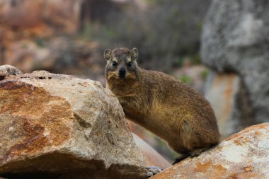 Rock Hyrax in Coastal Rocky Arazisi (Procavia capensis), Mossel Körfezi, Güney Afrika