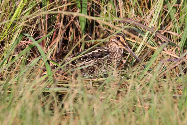 African Snipe Bird Concealed Wetland Grass Gallinago Nigripennis Pretoria South — Stock Photo, Image