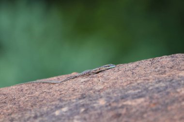 Granit Kaya 'da Yaygın Düz Kertenkele Parıltısı (Platysaurus intermedius)