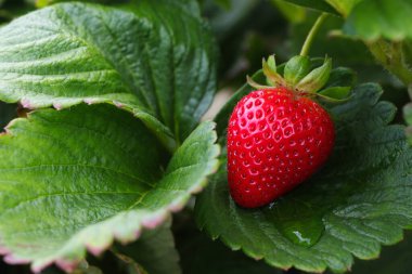 Taze Çilek Yeşiller Üzerinde (Fragaria x ananassa)