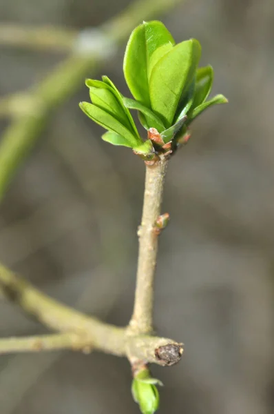 stock image Leaf bud on a shrub close up