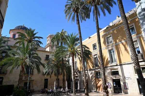 stock image Calle Mayor square in Alicante with its palm trees