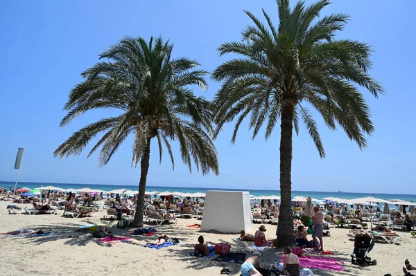 Alicante Postiguet Pláž Turisty Palmami — Stock fotografie