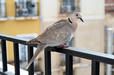 Güvercin balkon korkuluklarında dinleniyor.