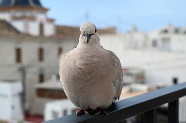 Güvercin balkon korkuluklarında dinleniyor.