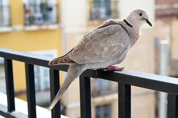 stock image Pigeon resting on a balcony railing close-up