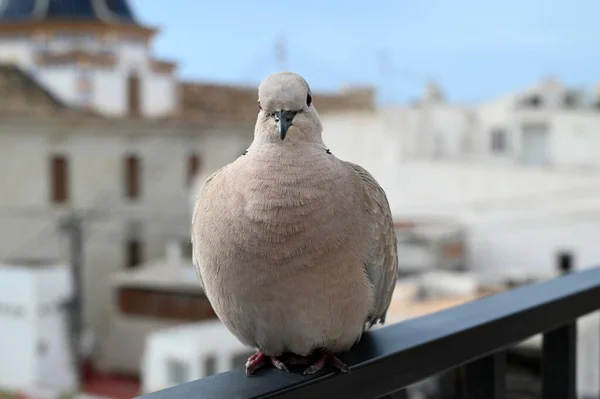 stock image Pigeon resting on a balcony railing close-up