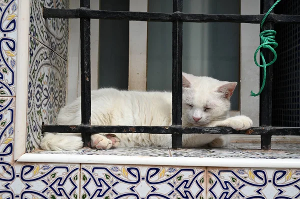 Gato Blanco Durmiendo Alféizar Ventana —  Fotos de Stock