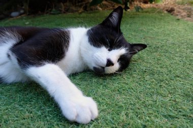 Kedi sentetik çimlerin üzerinde yatıyor. Yakın plan. 