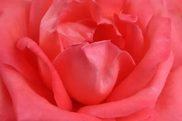 Rose Petals Close Background — Stock Photo, Image