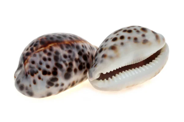 Seashell Cypraea Tigris Крупним Планом Білому Тлі — стокове фото
