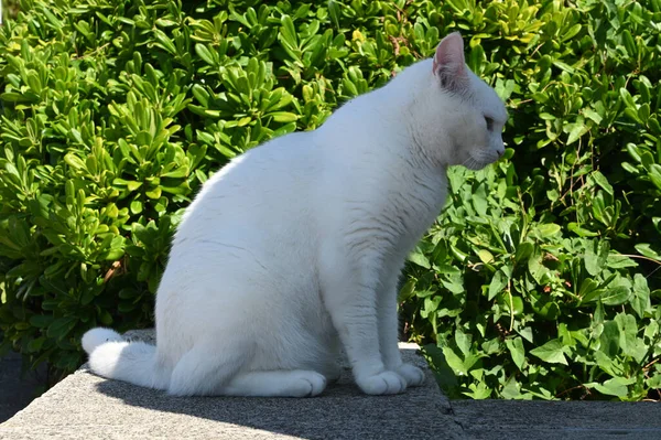 화이트 고양이 프로필 클로즈업 — 스톡 사진