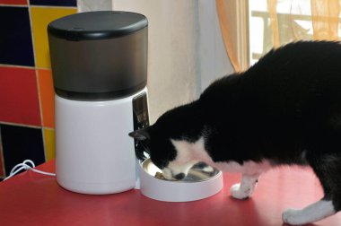 Kedi maması makinesiyle kedi yiyor.