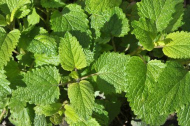 Arka planda limon merhemi yaprakları