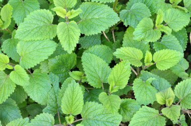 yakın çekim nane yaprakları