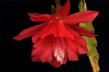 Siyah arka planda kanlı göz.